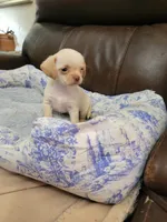 Chihuahua , a female Shih Tzu for sale in Ashland, KY – 1 of 3
