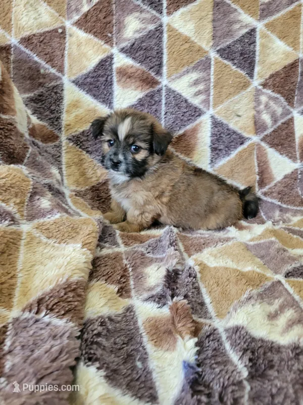 Shorkie Boy 1 – Shih Tzu, Yorkshire Terrier puppy for sale in Portsmouth, OH
