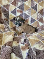 Shorkie Boy 1, a male Shih Tzu and Yorkshire Terrier for sale in Portsmouth, OH – 1 of 3