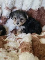 Yorkipoo boy, a male Yorkipoo for sale in Portsmouth, OH – 1 of 3