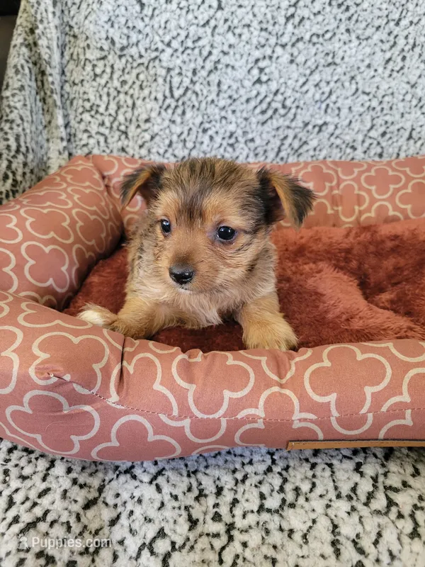 Yorkie 3 – Chihuahua, Yorkshire Terrier puppy for sale in Ashland, KY