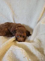 Yorkie poo2, a male Yorkipoo for sale in Ashland, KY – 2 of 2