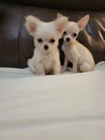 Chihuahua 3, a male Chihuahua for sale in Portsmouth, OH – 3 of 6