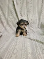 Yorki poo girl 2, a female Yorkipoo for sale in Portsmouth, OH – 2 of 3