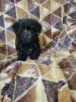 Yorkipoo boy, a male Yorkipoo for sale in Portsmouth, OH – 3 of 3