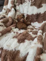 Yorkipoo 1, a female Yorkipoo for sale in Portsmouth, OH – 3 of 4