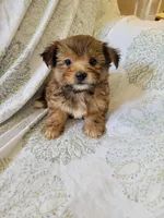 Shorkie 1, a female Shih Tzu and Yorkshire Terrier for sale in Portsmouth, OH – 2 of 2