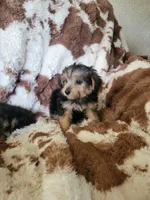 Yorki poo 4 Girl, a  Yorkipoo for sale in Portsmouth, OH – 2 of 2