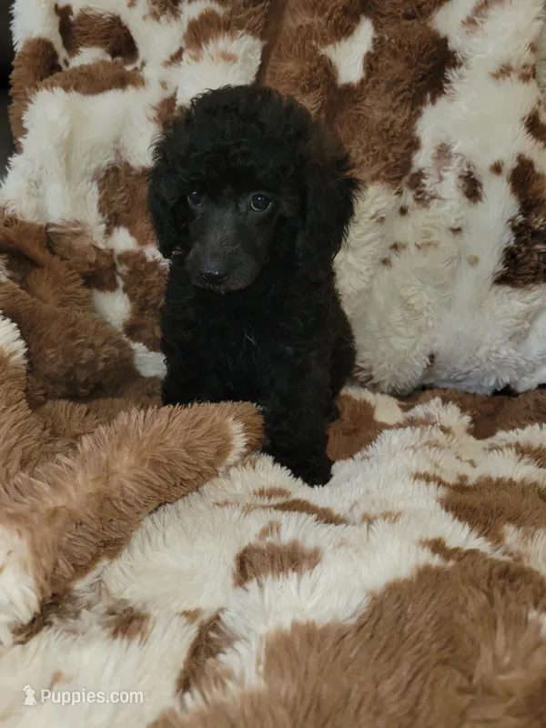 Poodle Girl  – Poodle - Toy  puppy for sale in Portsmouth, OH