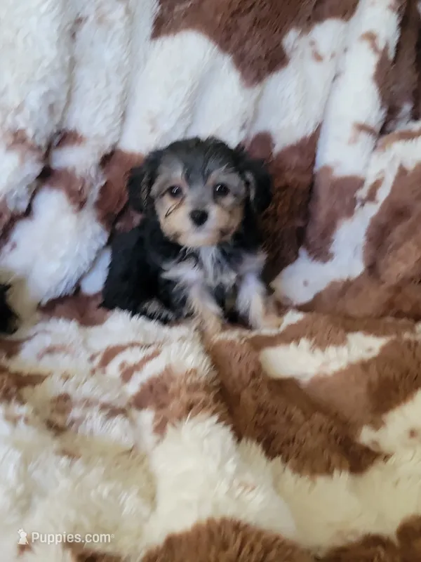Yorkipoo 2 – Yorkipoo puppy for sale in Portsmouth, OH