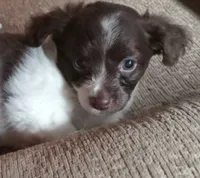 Cerce Lanister, a female Chihuahua for sale in Haverhill, MA – 2 of 3