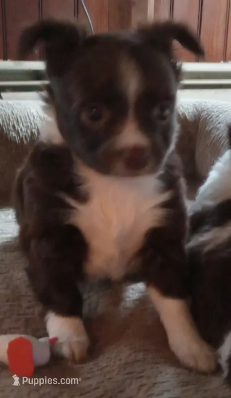 Arya Stark – Chihuahua puppy for sale in Haverhill, MA