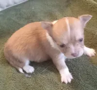 Aramis, a male Chihuahua for sale in Haverhill, MA – Photo 1 of 4