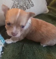 Aramis, a male Chihuahua for sale in Haverhill, MA – Photo 3 of 4