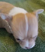 Aramis, a male Chihuahua for sale in Haverhill, MA – Photo 4 of 4