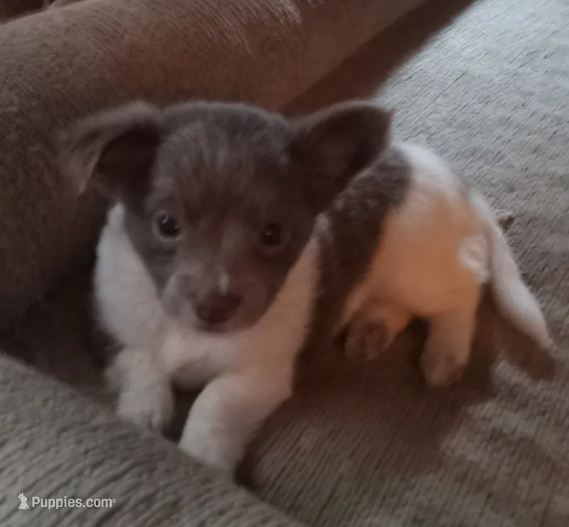 Khaleesi – Chihuahua puppy for sale in Haverhill, MA