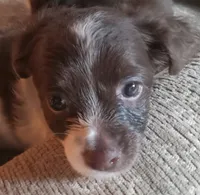 Cerce Lanister, a female Chihuahua for sale in Haverhill, MA – 3 of 3