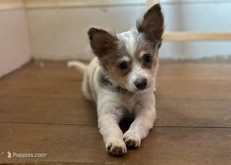 Tucker, a male Chihuahua for sale in Haverhill, MA – Photo 1 of 4
