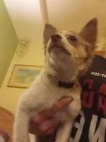 Tucker, a male Chihuahua for sale in Haverhill, MA – Photo 4 of 4