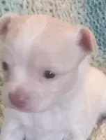 Pothos, a male Chihuahua for sale in Haverhill, MA – Photo 2 of 5