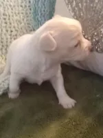 Pothos, a male Chihuahua for sale in Haverhill, MA – Photo 5 of 5