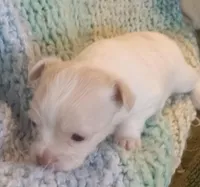 Pothos, a male Chihuahua for sale in Haverhill, MA – Photo 3 of 5