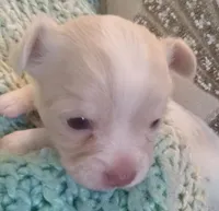 Pothos, a male Chihuahua for sale in Haverhill, MA – Photo 4 of 5