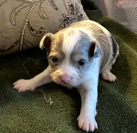 D'artagon, a male Chihuahua for sale in Haverhill, MA – Photo 1 of 2