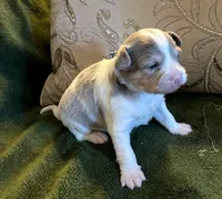 D'artagon, a male Chihuahua for sale in Haverhill, MA – Photo 2 of 2