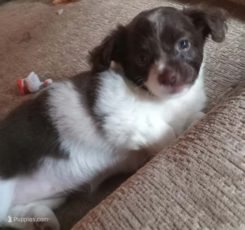 Cerce Lanister – Chihuahua puppy for sale in Haverhill, MA