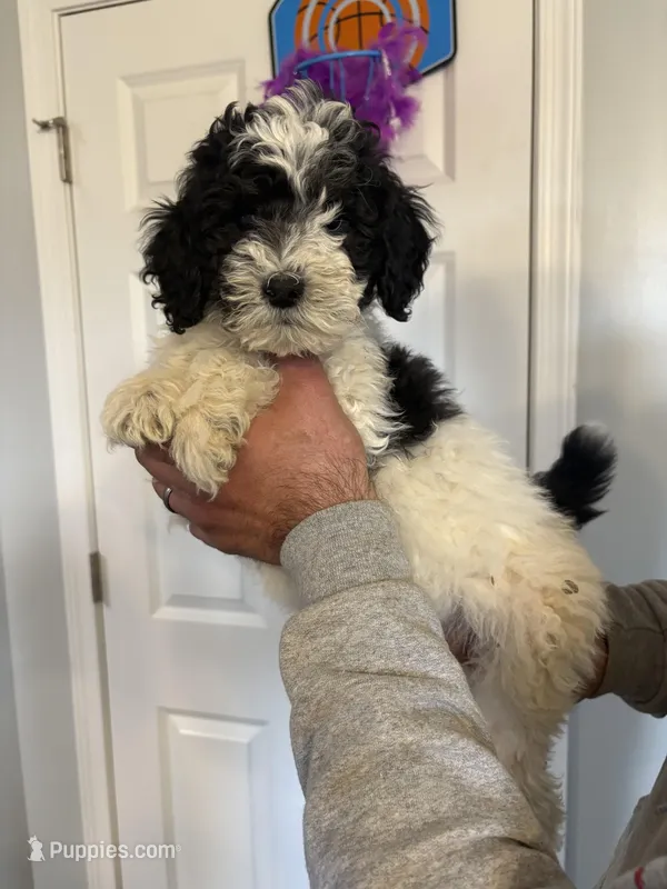 Male poodle – Poodle - Miniature  puppy for sale in Oak Harbor, OH