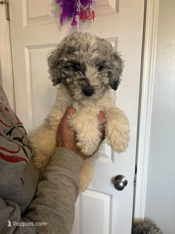 Male poodle – Poodle - Miniature  puppy for sale in Oak Harbor, OH