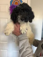 Male miniature poodle, a male Poodle - Miniature  for sale in Oak Harbor, OH – Photo 2 of 2