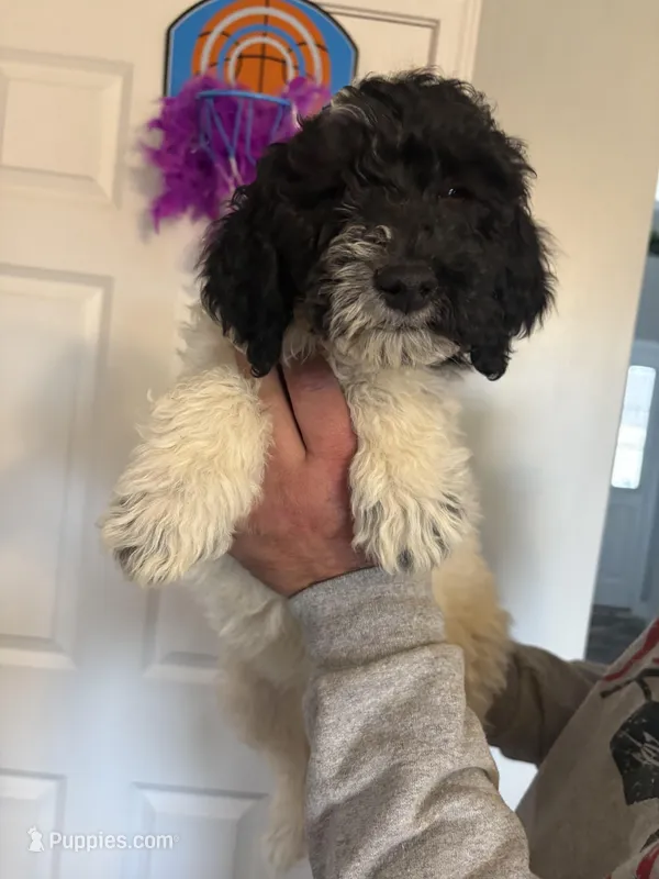 Male miniature poodle, a male Poodle - Miniature  for sale in Oak Harbor, OH – Photo 1 of 2