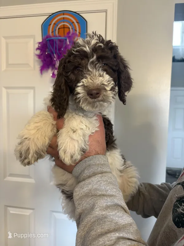 Male poodle – Poodle - Miniature  puppy for sale in Oak Harbor, OH