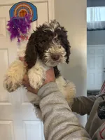 Male poodle, a male Poodle - Miniature  for sale in Oak Harbor, OH – Photo 3 of 3