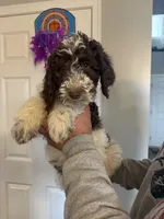 Male poodle, a male Poodle - Miniature  for sale in Oak Harbor, OH – Photo 2 of 3