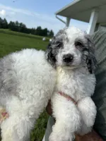 Oden, a male Poodle - Miniature  for sale in Oak Harbor, OH – Photo 4 of 10
