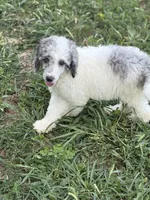 Oden, a male Poodle - Miniature  for sale in Oak Harbor, OH – Photo 10 of 10