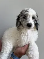 Oden, a male Poodle - Miniature  for sale in Oak Harbor, OH – Photo 7 of 10