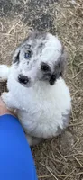 Oden, a male Poodle - Miniature  for sale in Oak Harbor, OH – Photo 5 of 10