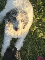 Oden, a male Poodle - Miniature  for sale in Oak Harbor, OH – Photo 1 of 10