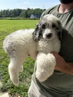 Oden, a male Poodle - Miniature  for sale in Oak Harbor, OH – Photo 9 of 10