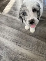 Oden, a male Poodle - Miniature  for sale in Oak Harbor, OH – Photo 3 of 10