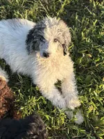 Oden, a male Poodle - Miniature  for sale in Oak Harbor, OH – Photo 8 of 10