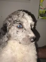 Oden, a male Poodle - Miniature  for sale in Oak Harbor, OH – Photo 6 of 10