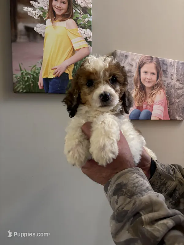 Peaches – Poodle - Miniature  puppy for sale in Oak Harbor, OH