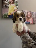 Peaches, a female Poodle - Miniature  for sale in Oak Harbor, OH – Photo 1 of 4