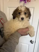 Peaches, a female Poodle - Miniature  for sale in Oak Harbor, OH – Photo 4 of 4