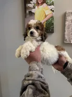 Peaches, a female Poodle - Miniature  for sale in Oak Harbor, OH – Photo 2 of 4